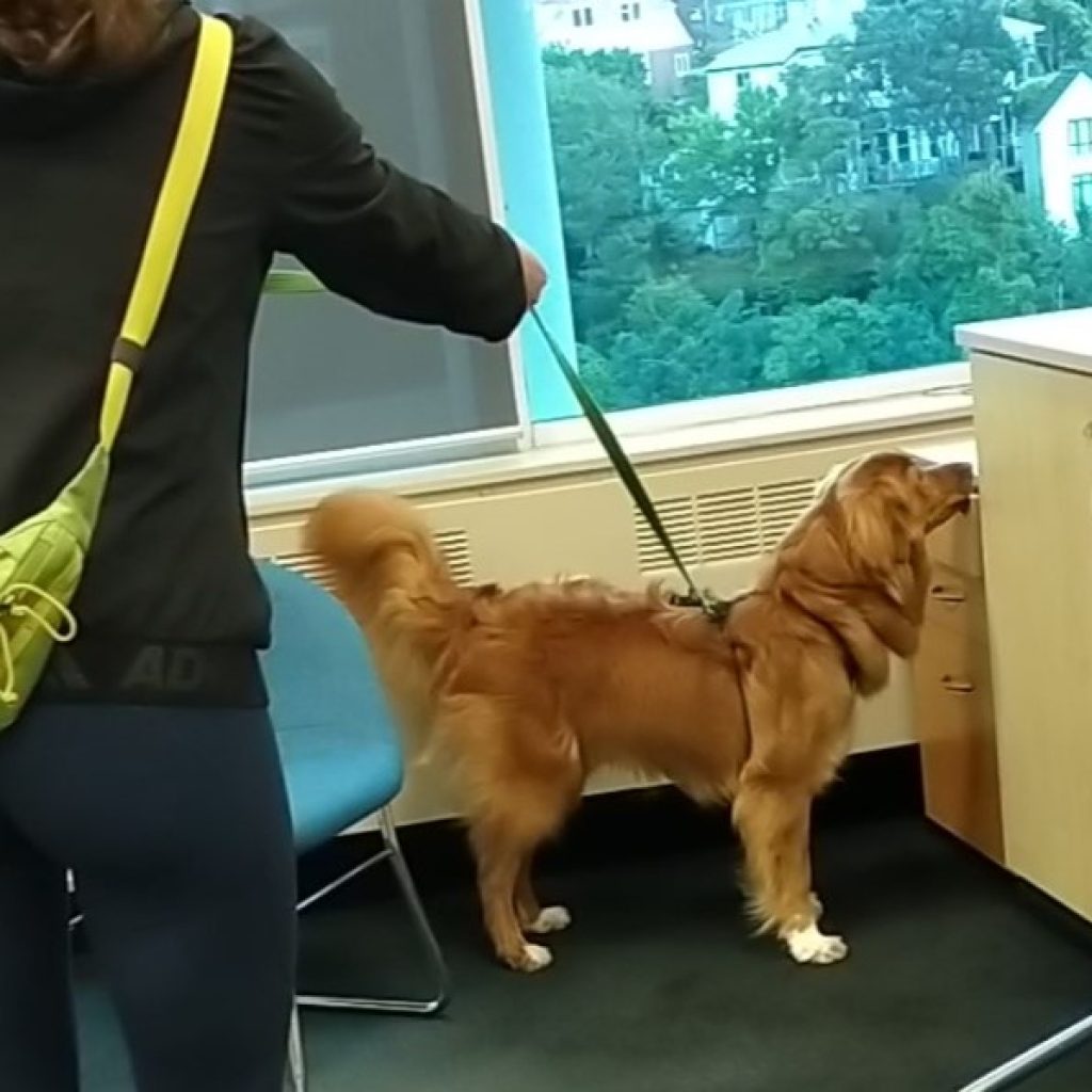 Toller searching office area