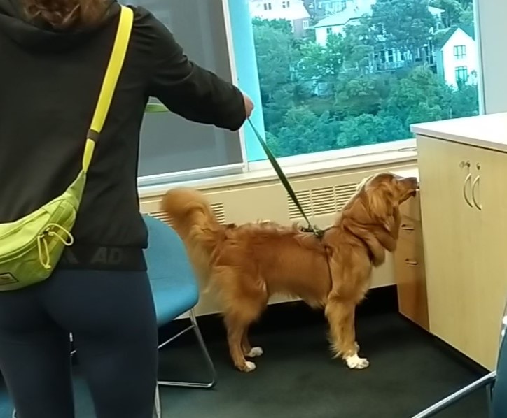 Toller searching office area